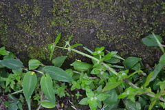 Spermacoce mauritiana